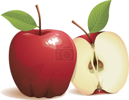Illustration for Two red apples, vector illustration - Royalty Free Image