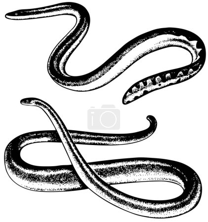 Téléchargez les illustrations : Illustration vectorielle d'un serpent. dessin à l'encre dessinée à la main - en licence libre de droit