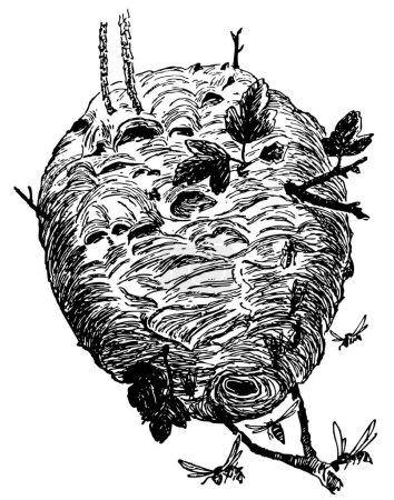 Téléchargez les illustrations : Dessin à la main vectoriel du nid de frelons - en licence libre de droit