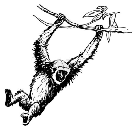 Ilustración de Mono con un dibujo a mano de rama - Imagen libre de derechos
