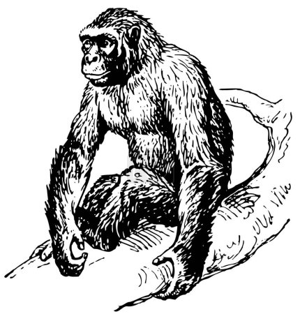 Ilustración de Ilustración vectorial del mono. - Imagen libre de derechos