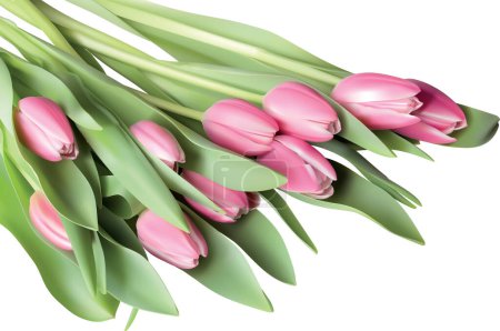 Ilustración de Hermosos tulipanes aislados sobre fondo blanco - Imagen libre de derechos