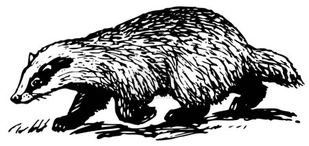 Téléchargez les illustrations : Illustration vectorielle du castor - en licence libre de droit