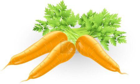 Téléchargez les illustrations : Illustration aux carottes fraîches - en licence libre de droit