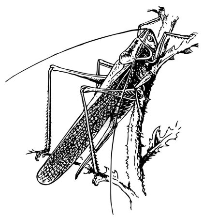 Téléchargez les illustrations : Dessin vectoriel d'une sauterelle noire et blanche - en licence libre de droit