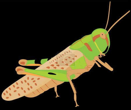 Illustration for Green grasshopper, vector illustration - Royalty Free Image