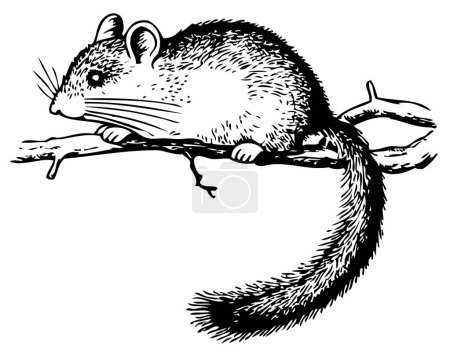 Téléchargez les illustrations : Écureuil sur fond blanc - en licence libre de droit