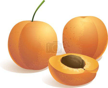 Téléchargez les illustrations : Abricots sur illustration vectorielle blanche - en licence libre de droit
