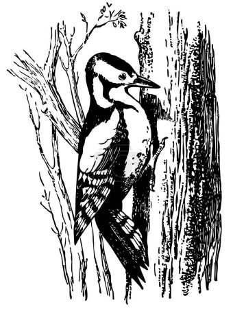 Illustration for Vector illustration of a bird woodpecker - Royalty Free Image