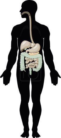 Illustration for Human organs vector illustration - Royalty Free Image