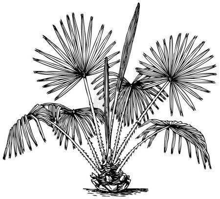 Ilustración de Palmera, con dibujo en blanco y negro - Imagen libre de derechos