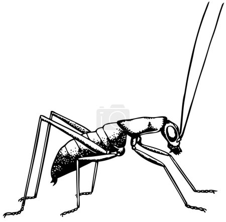 Ilustración de Ilustración vectorial. boceto dibujado a mano de una hormiga negra. - Imagen libre de derechos