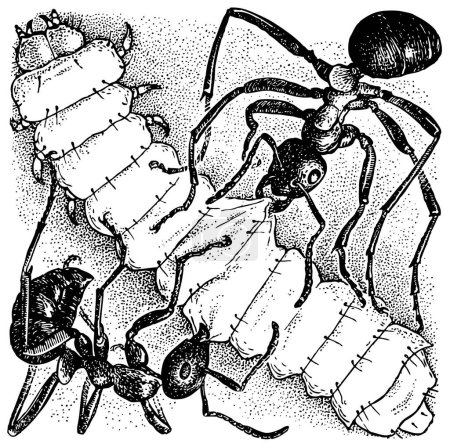 Téléchargez les illustrations : Illustration en noir et blanc de deux fourmis attaquant une chenille - en licence libre de droit