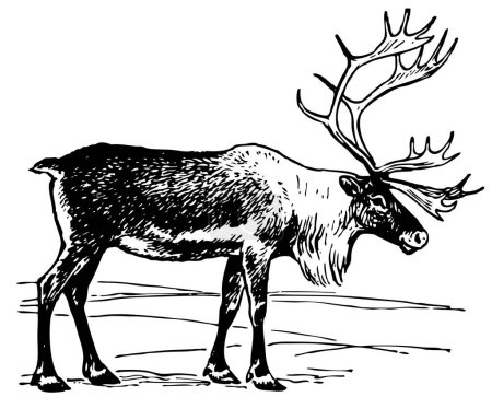 Illustration for Reindeer in winter. black and white illustration. - Royalty Free Image