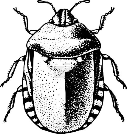 Illustration for Vector drawing of a sketch of a beetle - Royalty Free Image