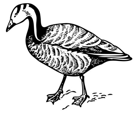 Illustration for Illustration of a goose on white background. - Royalty Free Image