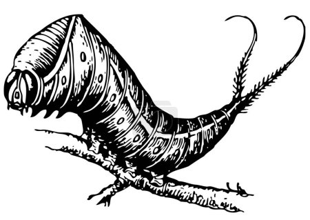 Foto de Ilustración en blanco y negro de un insecto exótico aislado sobre fondo blanco. - Imagen libre de derechos
