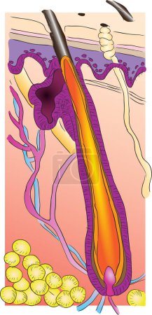 Ilustración de La estructura de un cabello humano. Ilustración vectorial
. - Imagen libre de derechos