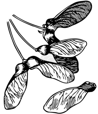 Illustration for Illustration of maple seeds on white background - Royalty Free Image