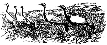 Téléchargez les illustrations : Ensemble d'oiseaux noirs et blancs dans la nature - en licence libre de droit