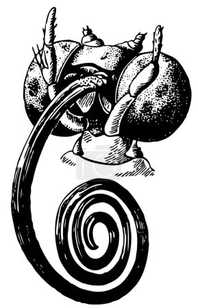 Téléchargez les illustrations : Illustration de dessin animé de créature avec une longue langue sur fond blanc - en licence libre de droit