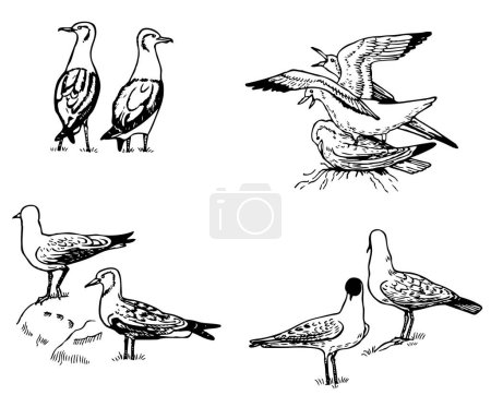 Ilustración de Vector conjunto de aves - Imagen libre de derechos
