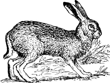 Illustration for A hare in the forest - Royalty Free Image