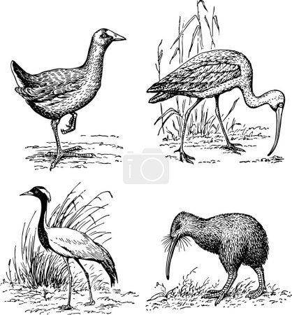 Téléchargez les illustrations : Illustration d'oiseaux dans différentes poses - en licence libre de droit