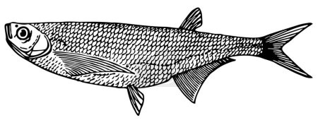 Téléchargez les illustrations : Dessin vectoriel croquis des poissons de mer - en licence libre de droit