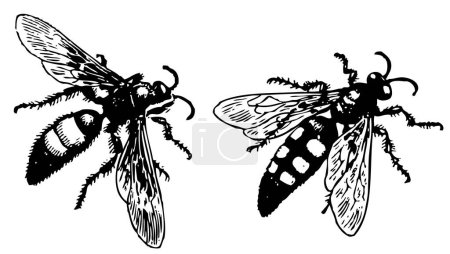 Téléchargez les illustrations : Croquis vectoriel des insectes - en licence libre de droit