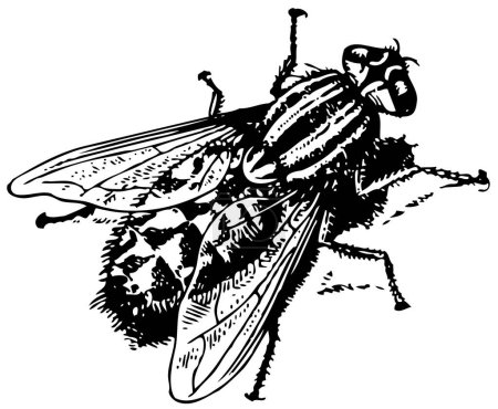 Illustration for Black and white illustration of fly - Royalty Free Image