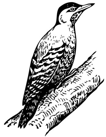 Illustration for Black and white vector illustration of bird - Royalty Free Image