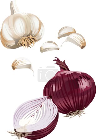 Illustration for Red onion set on white background - Royalty Free Image