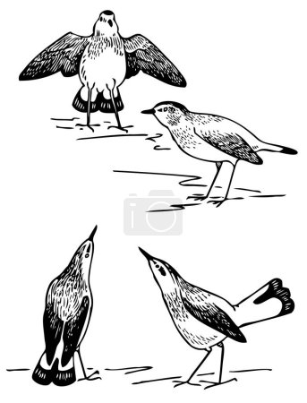 Illustration for Illustration of birds set - Royalty Free Image