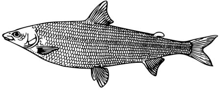 Foto de Ilustración de peces en blanco - Imagen libre de derechos