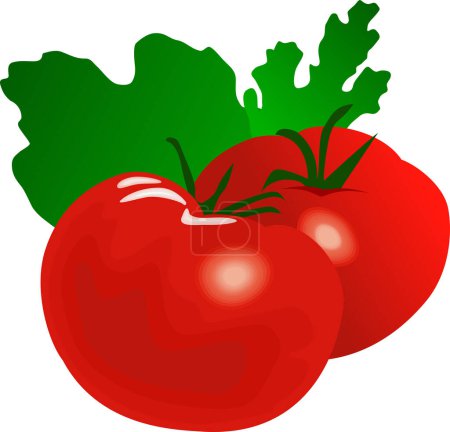 Illustration for Tomato and vegetable as vector illustration - Royalty Free Image
