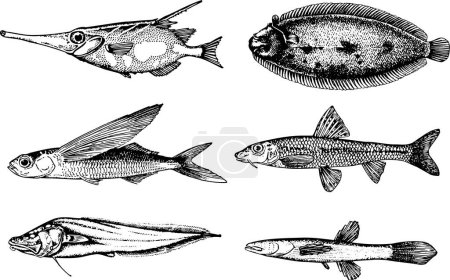 Téléchargez les illustrations : Poissons et animaux de mer sur fond blanc - en licence libre de droit