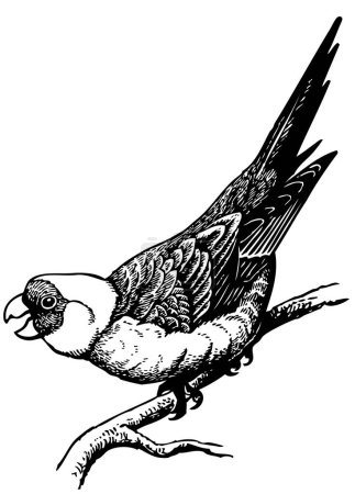 Ilustración de Ilustración en blanco y negro de aves - Imagen libre de derechos