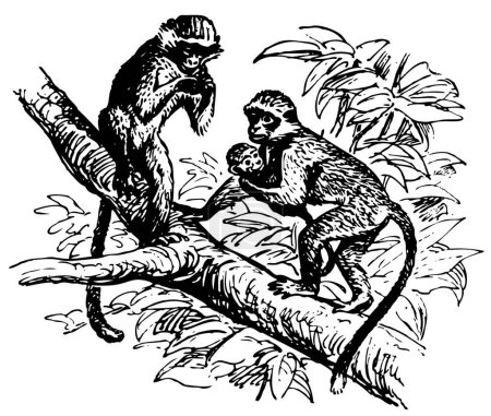 Téléchargez les illustrations : Illustration en noir et blanc d'un couple de singes sur l'arbre - en licence libre de droit