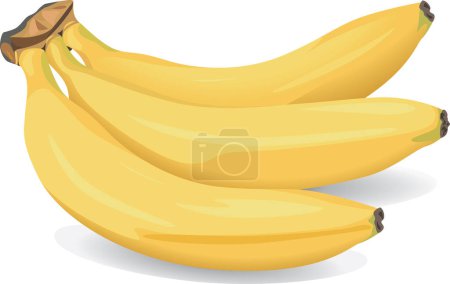 Téléchargez les illustrations : Vector Banane réaliste sur fond blanc - en licence libre de droit