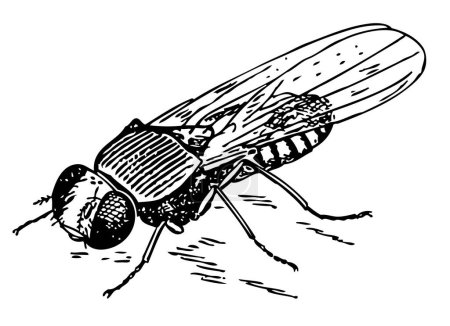 Téléchargez les illustrations : Dessin vectoriel de mouche - en licence libre de droit