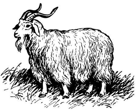 Illustration for Sheep in vintage engraving style - Royalty Free Image