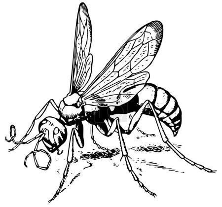 Ilustración de Dibujo vectorial boceto de una mosca sobre un insecto, avispa - Imagen libre de derechos