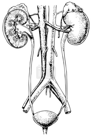 Illustration for Human kidneys, vintage engraving - Royalty Free Image