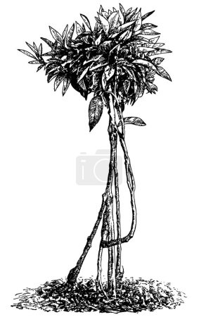 Illustration for Illustration of small young tree - Royalty Free Image