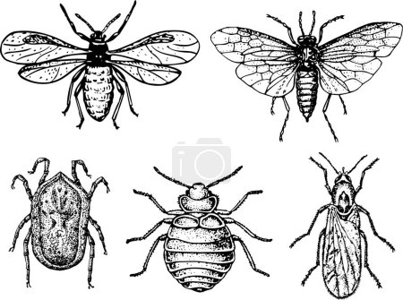 Foto de Conjunto de insectos sobre fondo blanco - Imagen libre de derechos