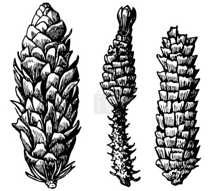Illustration for Set of hand drawn plant sketches on white - Royalty Free Image