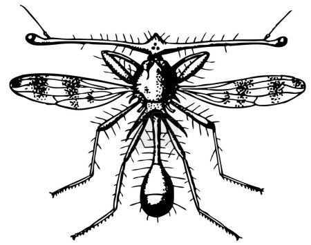 Ilustración de Ilustración vectorial en blanco y negro de insectos - Imagen libre de derechos