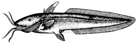 Ilustración de Ilustración vectorial en blanco y negro de un pez - Imagen libre de derechos