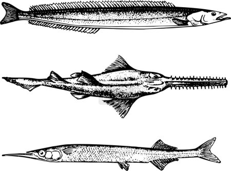 Téléchargez les illustrations : Dessin vectoriel du croquis des poissons - en licence libre de droit